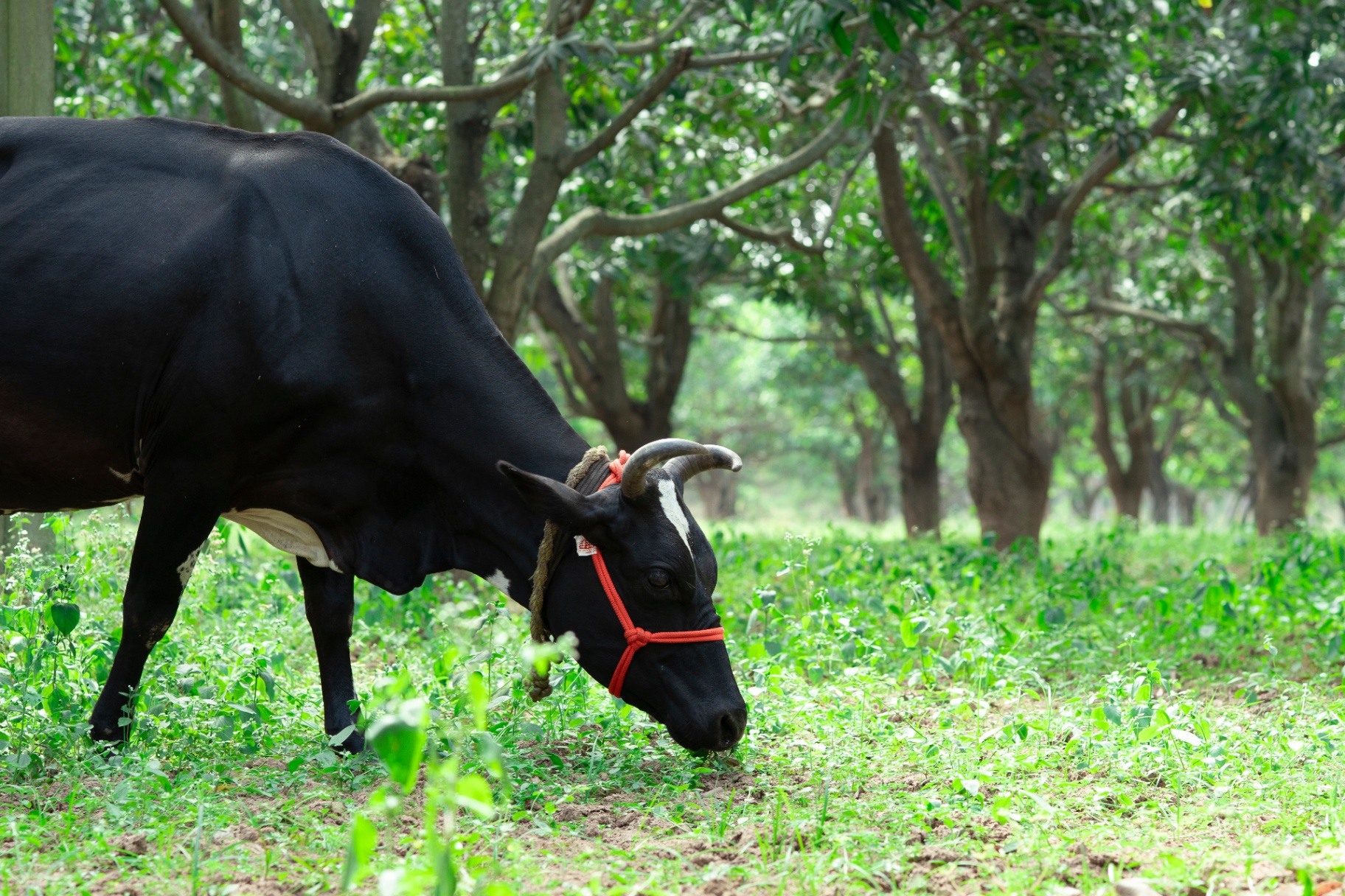 Cow grazing in orchard