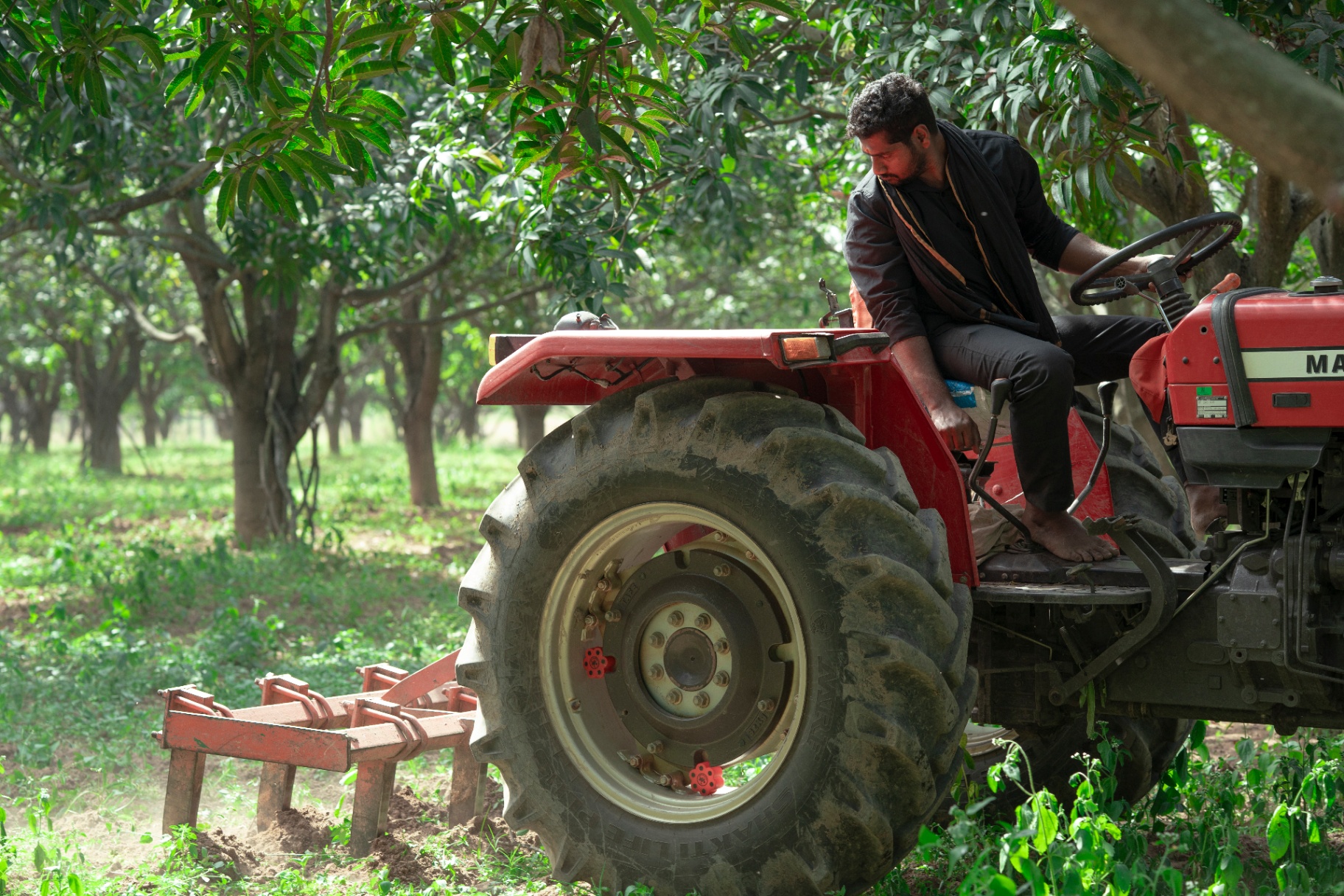 Tractor in mango orchard