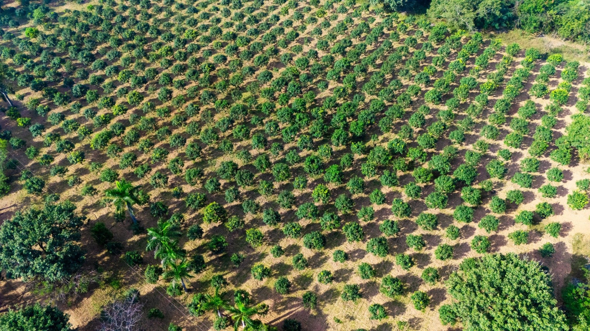 Israeli High-Density Method