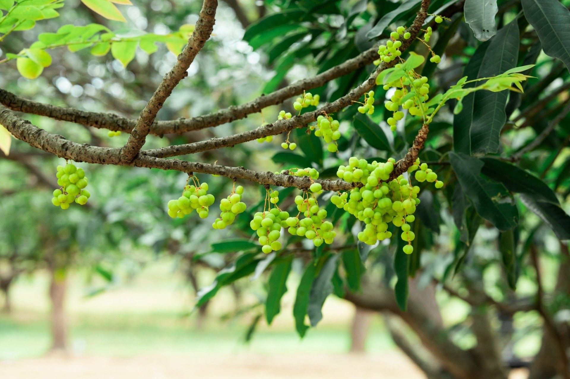 Green berries on tree