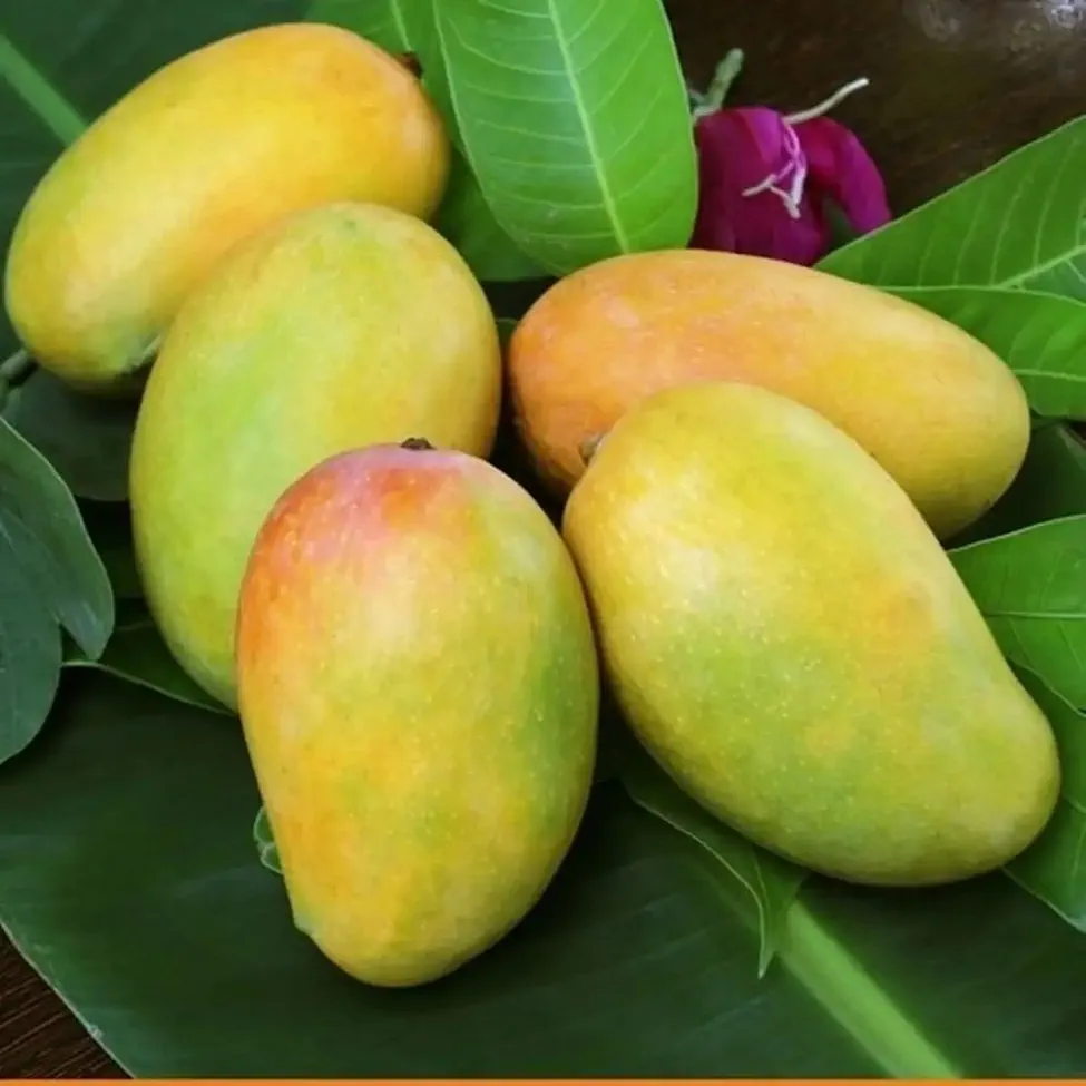 Kesari Mango