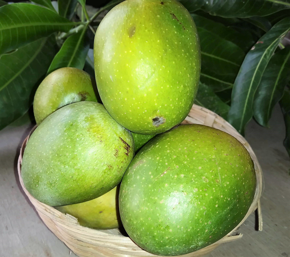 Panduri Mango
