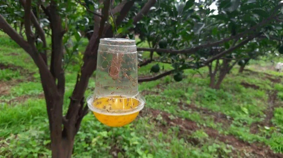 Pheromone Traps
