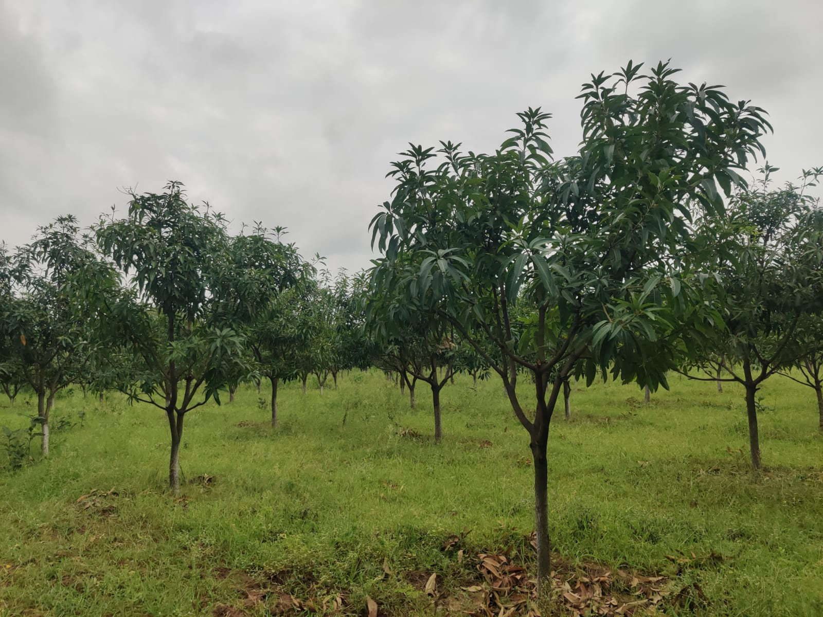 Pruning & Canopy Management